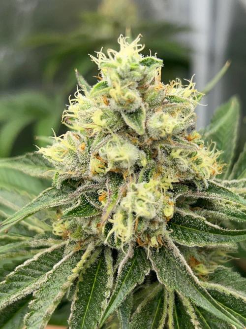 Rebel Grown in My Town. Week 14
