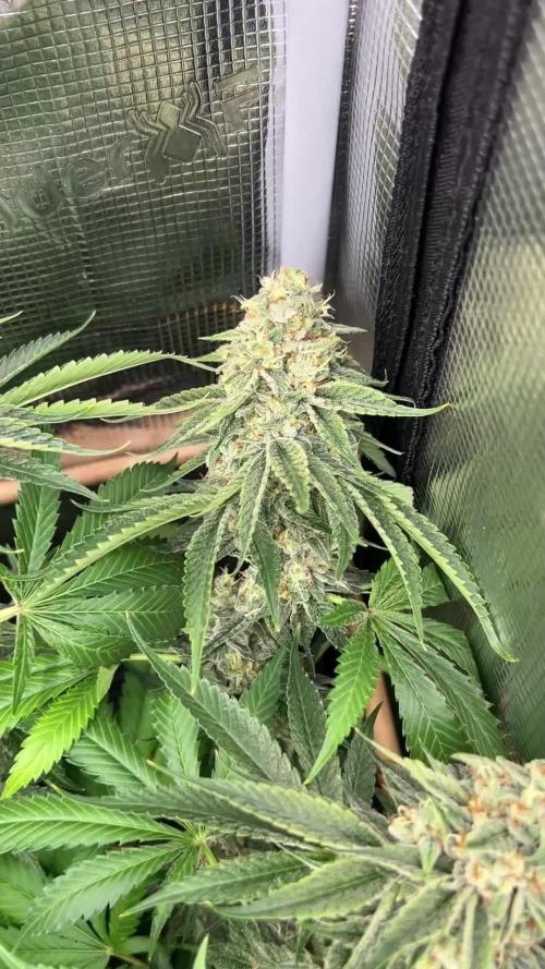 Rebel Grown in My Town