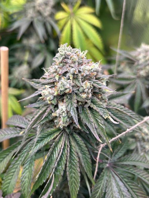 Rebel Grown in My Town. Week 15