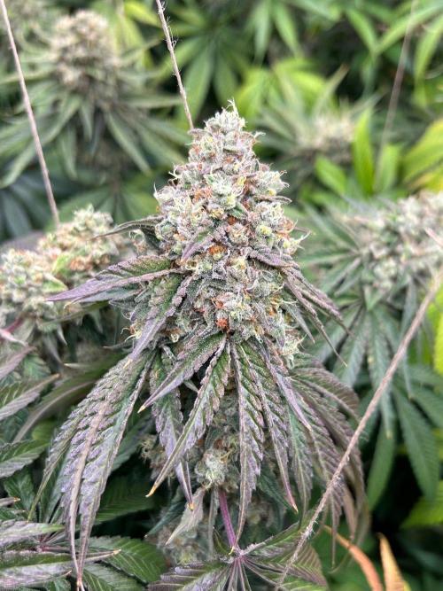 Rebel Grown in My Town. Week 15