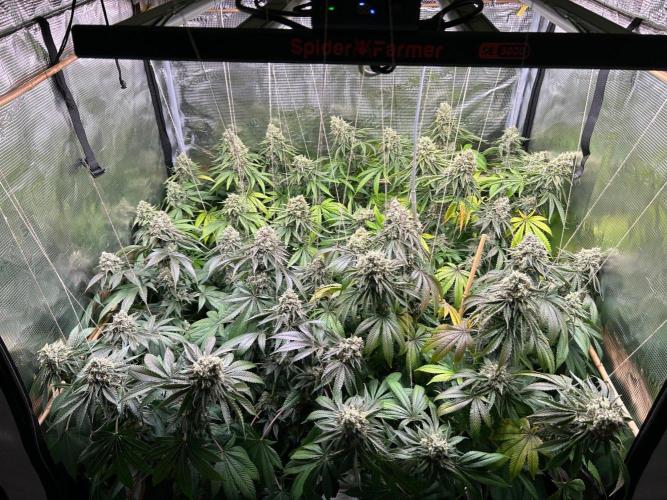 Rebel Grown in My Town. Week 15
