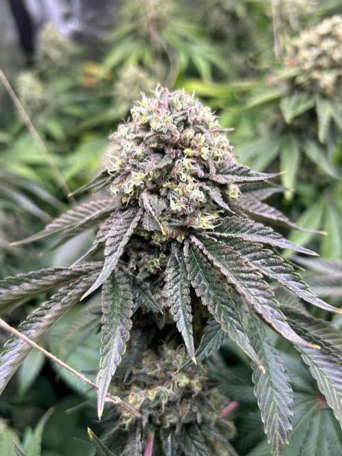 Rebel Grown in My Town. Week 15