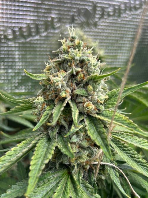 Rebel Grown in My Town. Week 15