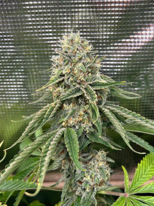 Rebel Grown in My Town. Week 15
