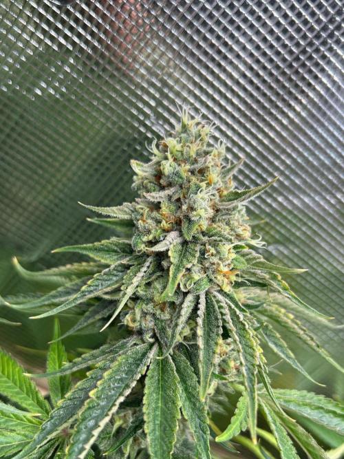 Rebel Grown in My Town. Week 15