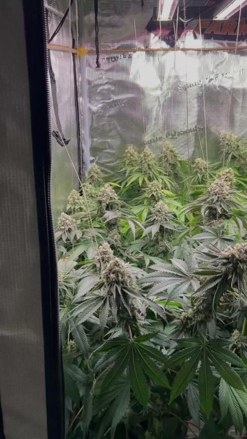 Rebel Grown in My Town