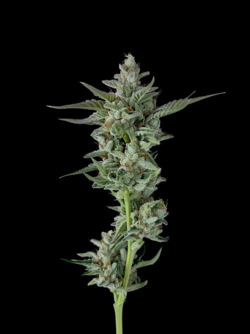 Rebel Grown in My Town. Week 16