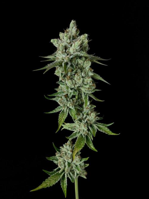 Rebel Grown in My Town. Week 16