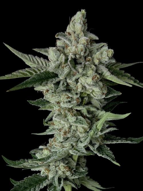 Rebel Grown in My Town. Week 16