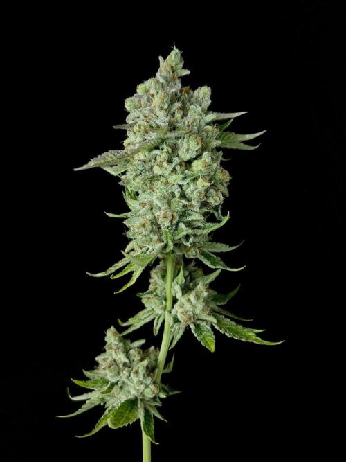 Rebel Grown in My Town. Week 16