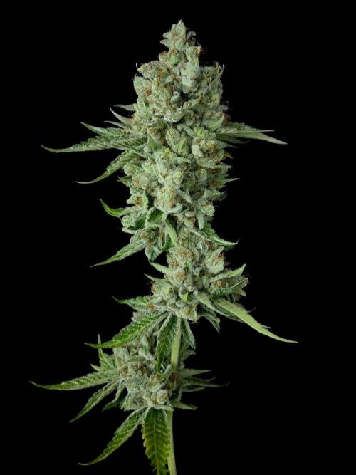 Rebel Grown in My Town. Week 16