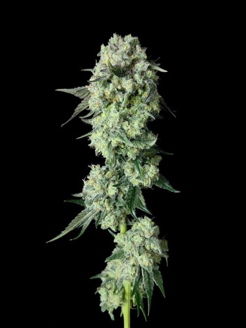 Rebel Grown in My Town. Week 16