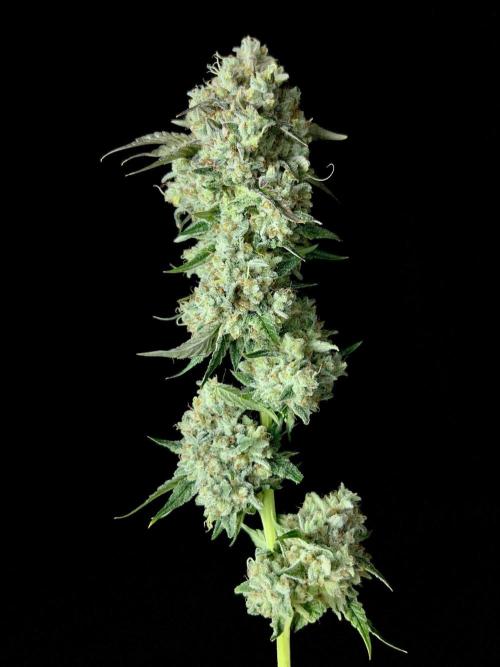 Rebel Grown in My Town. Week 16