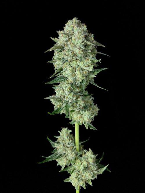 Rebel Grown in My Town. Week 16