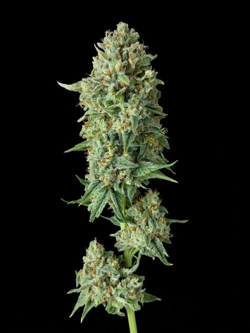 Rebel Grown in My Town. Week 16