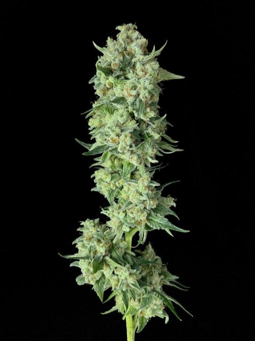 Rebel Grown in My Town. Week 16