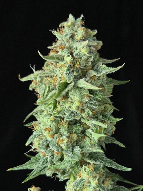 Rebel Grown in My Town. Week 16