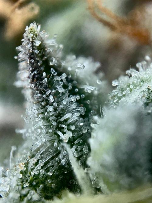 Rebel Grown in My Town. Week 16