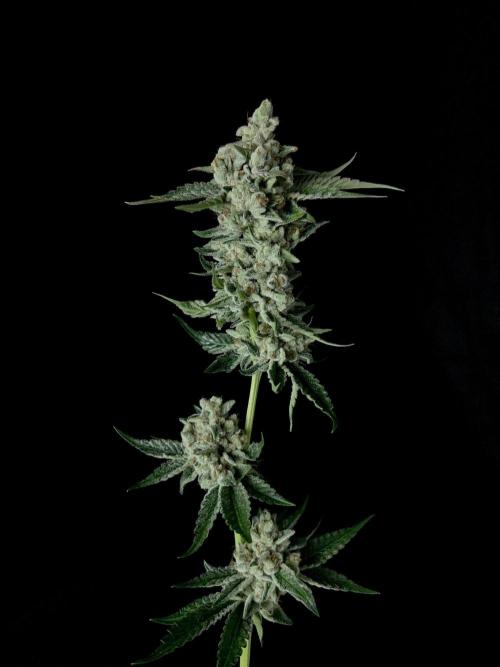 Rebel Grown in My Town. Week 16