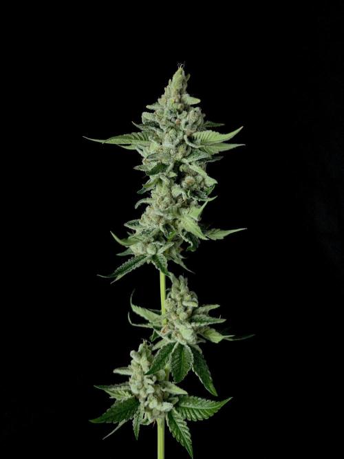 Rebel Grown in My Town. Week 16