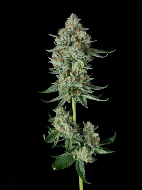 Rebel Grown in My Town. Week 16
