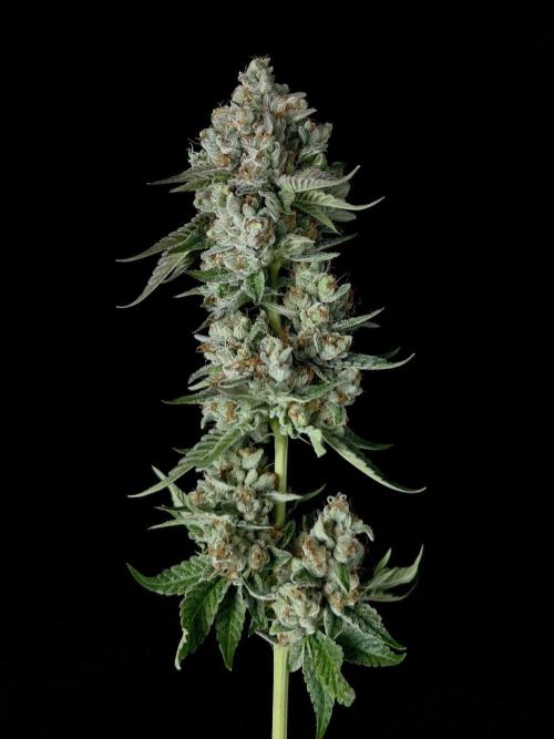 Rebel Grown in My Town. Week 16