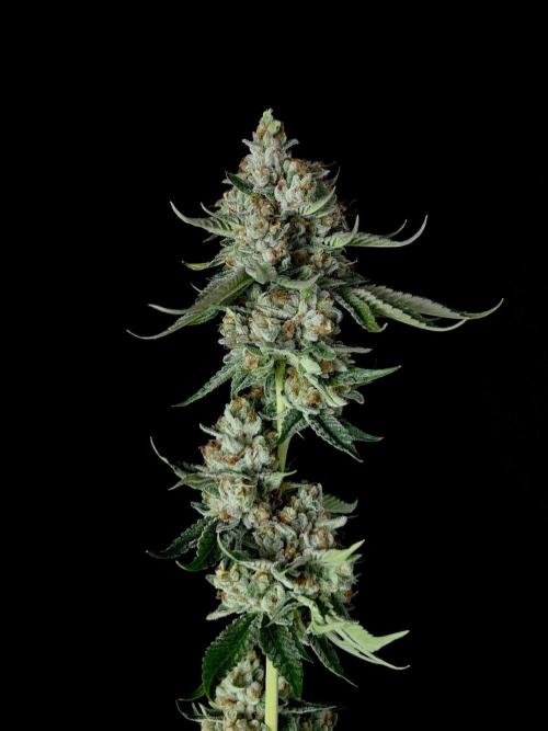 Rebel Grown in My Town. Week 16