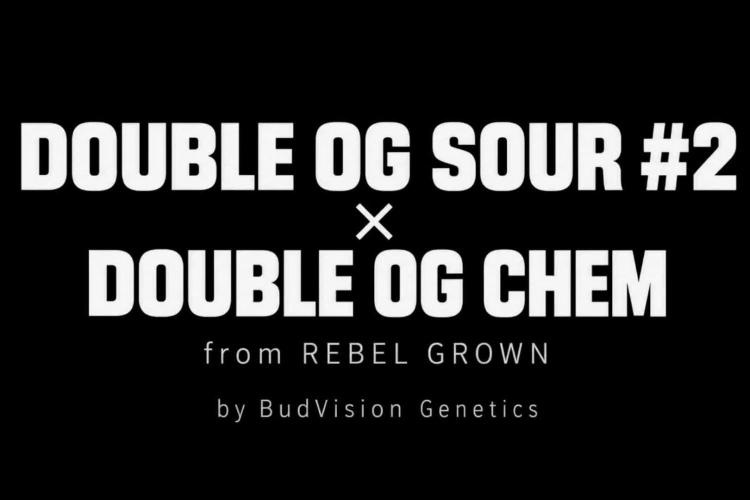 Rebel Grown in My Town