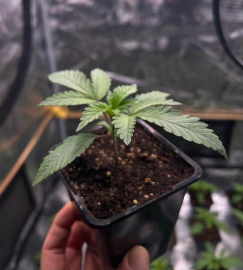 CrabSnap — The First Chapter. Week 2