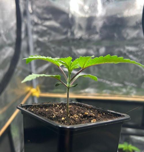 CrabSnap — The First Chapter. Week 2