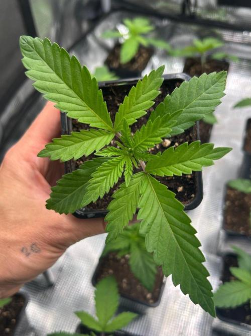 CrabSnap — The First Chapter. Week 2