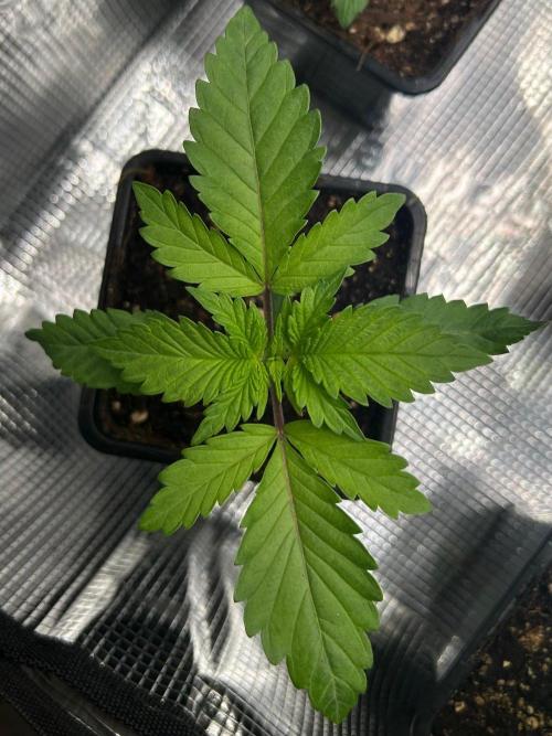 CrabSnap — The First Chapter. Week 2