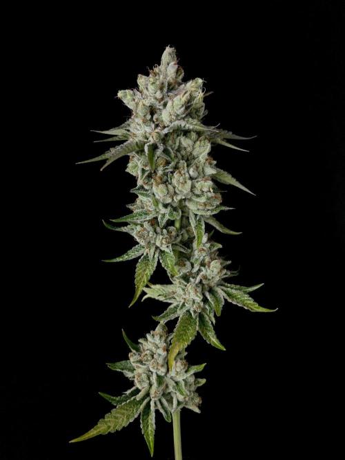 Rebel Grown in My Town. Week 16