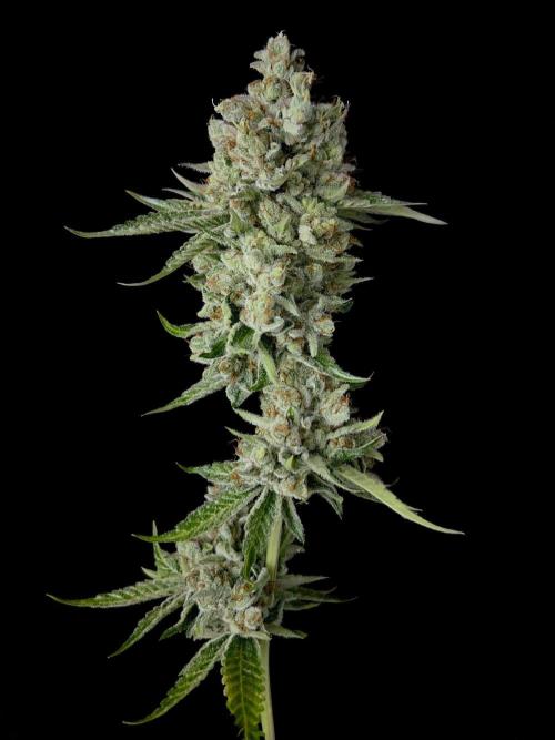 Rebel Grown in My Town. Week 16