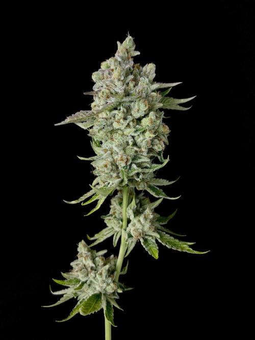Rebel Grown in My Town. Week 16