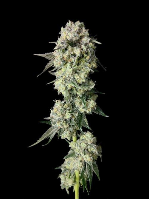 Rebel Grown in My Town. Week 16