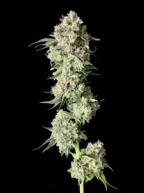 Rebel Grown in My Town. Week 16