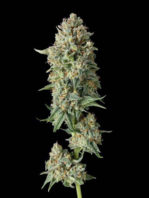 Rebel Grown in My Town. Week 16