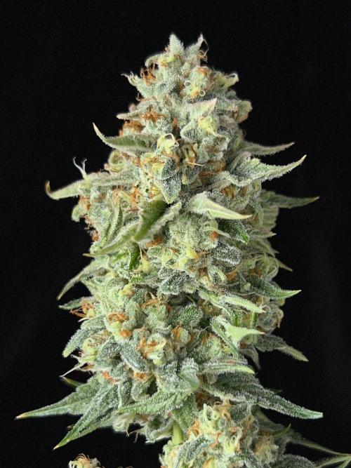 Rebel Grown in My Town. Week 16