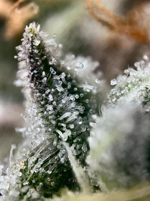 Rebel Grown in My Town. Week 16