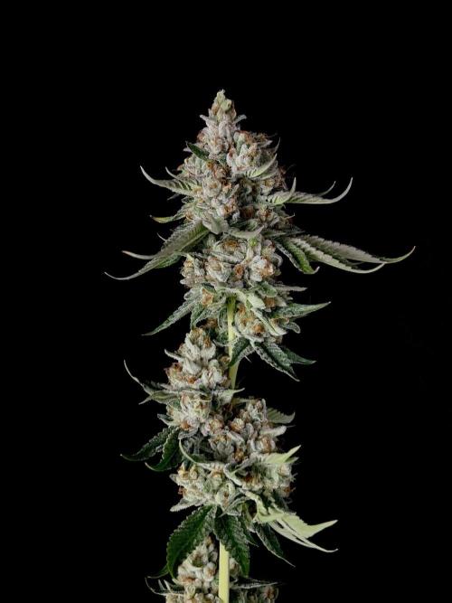 Rebel Grown in My Town. Week 16