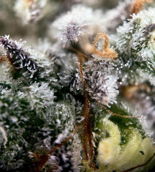 Rebel Grown in My Town. Week 16