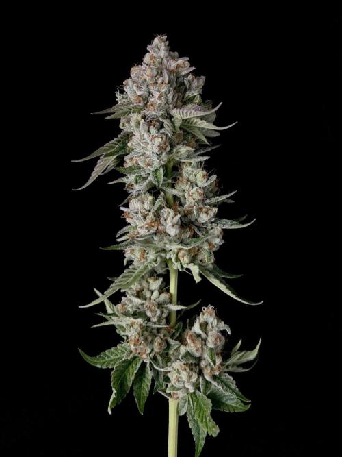Rebel Grown in My Town. Week 16