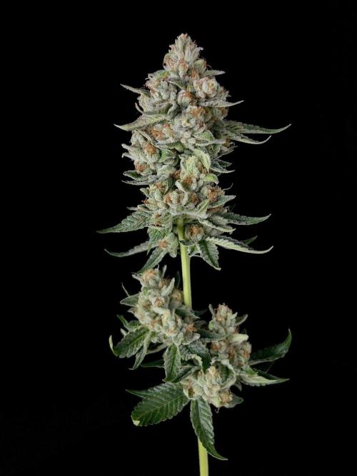 Rebel Grown in My Town. Week 16
