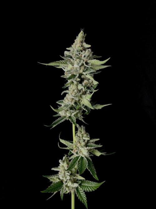 Rebel Grown in My Town. Week 16