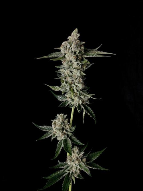 Rebel Grown in My Town. Week 16