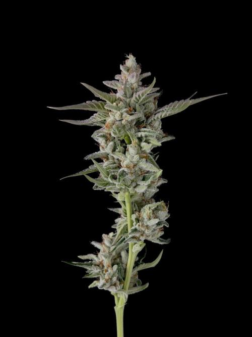 Rebel Grown in My Town. Week 16