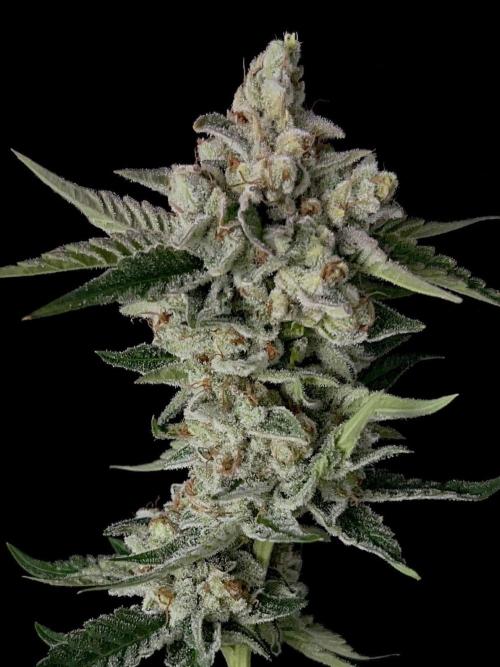 Rebel Grown in My Town. Week 16
