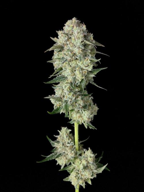 Rebel Grown in My Town. Week 16