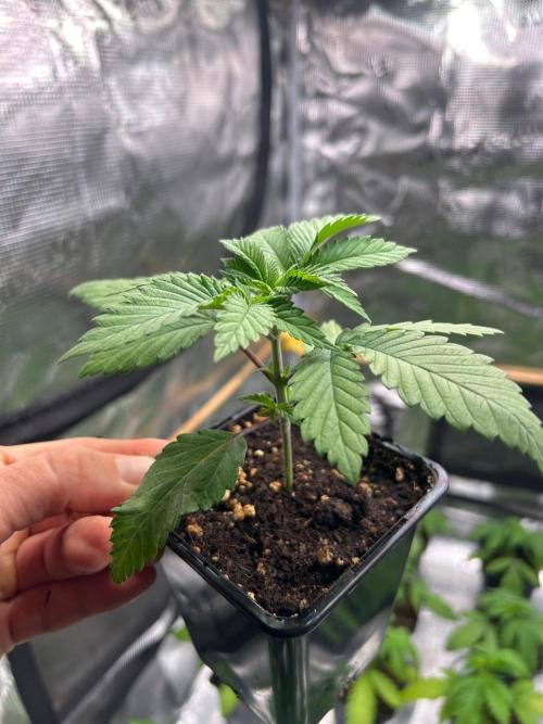 CrabSnap — The First Chapter. Week 3